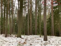 Prodej lesa, Plužná, 162122 m2