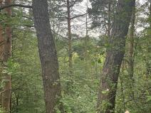 Prodej lesa, Číchov, 9664 m2