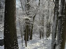 Prodej lesa, Skorošice, 3247 m2