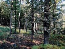 Prodej podílu lesa, Mezná, 1980 m2