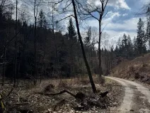 Prodej lesa, Ledeč nad Sázavou, 3240 m2