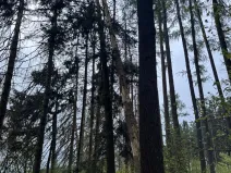 Prodej lesa, Mladý Smolivec, 1235 m2