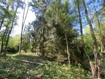 Prodej lesa, Kladruby, 626 m2