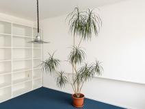 Pronájem bytu 2+1, Havířov - Město, Národní třída, 62 m2