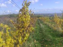 Prodej pozemku, Ořechov, 4846 m2