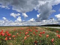 Prodej podílu louky, Veselí nad Lužnicí, 456 m2