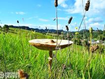 Prodej pozemku pro bydlení, Hnátnice, 5229 m2