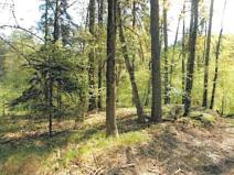 Prodej lesa, Havlíčkův Brod, 12933 m2
