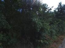 Pronájem zahrady, Dolní Kounice, 2459 m2