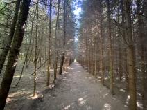 Prodej lesa, Lánov - Horní Lánov, 15996 m2