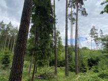 Prodej lesa, Blížejov - Lštění, 4152 m2