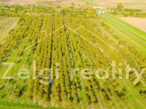 Prodej sadu/vinice, Rakvice, Horní, 210277 m2