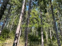 Prodej lesa, Nýdek, 16920 m2