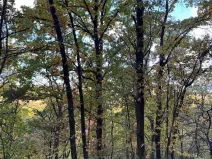 Prodej lesa, Ročov, 4272 m2