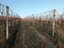 Prodej sadu/vinice, Novosedly, 10093 m2