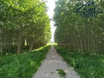 Prodej sadu/vinice, Kačice, K zahradě, 43712 m2