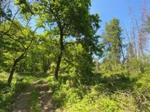 Prodej lesa, Kropáčova Vrutice, 15167 m2