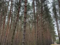 Prodej lesa, Libotenice, 63021 m2