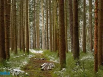 Prodej lesa, Horní Heřmanice, 51563 m2