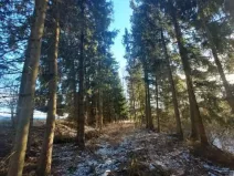 Prodej lesa, Rovná, 2569 m2