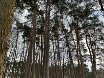 Prodej lesa, Klatovy, 8497 m2