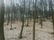 Prodej lesa, Jílové u Prahy, 15458 m2