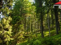 Prodej lesa, Morávka, 13415 m2