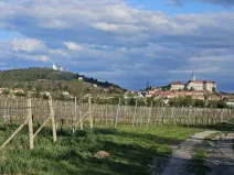 Prodej sadu/vinice, Mikulov, Nová, 4809 m2