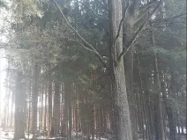 Prodej lesa, Dívčí Kopy, 1088 m2