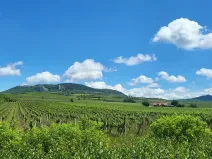 Prodej sadu/vinice, Perná, 132000 m2