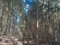 Prodej lesa, Strmilov, 1331 m2