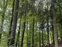 Prodej podílu lesa, Dolní Studénky, 11507 m2