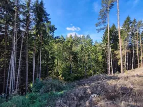 Prodej lesa, Dřevohryzy, 233155 m2