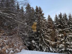 Prodej lesa, Janová, 8457 m2
