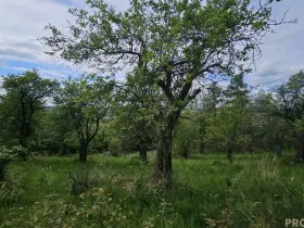 Prodej sadu/vinice, Koryčany, 4253 m2