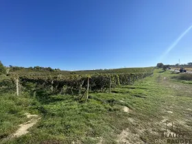 Prodej sadu/vinice, Čejkovice, 11340 m2