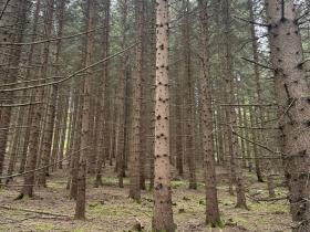 Prodej lesa, Vimperk - Skláře, 29000 m2