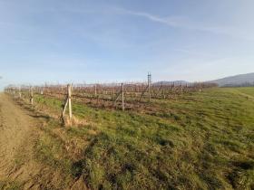 Prodej sadu/vinice, Dolní Dunajovice, 6073 m2