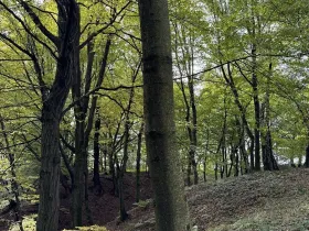 Prodej lesa, Bohumín, 12496 m2