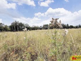Prodej pozemku pro bydlení, Sebranice, 2000 m2