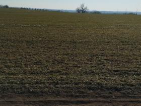 Prodej pozemku pro bydlení, Hrušovany nad Jevišovkou, 4538 m2