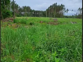 Prodej podílu lesa, Žirovnice, 24331 m2
