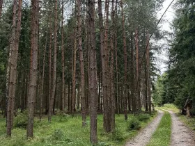 Prodej lesa, Křenovice, 5088 m2