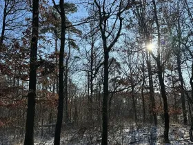 Prodej lesa, Sedlec, 1646 m2