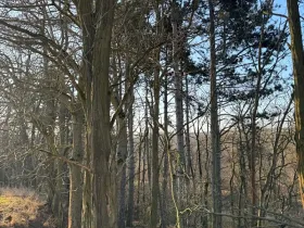 Prodej lesa, Mělnické Vtelno, 14092 m2