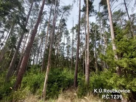Prodej lesa, Pacov, 2251 m2
