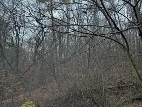 Prodej podílu lesa, Ústí nad Labem, 1184 m2