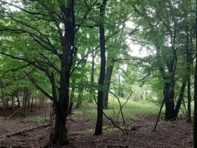 Prodej lesa, Hrubá Vrbka, 398 m2