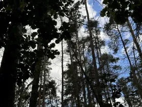 Prodej podílu lesa, Herálec, 1094 m2