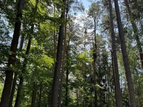 Prodej lesa, Ločenice, 16414 m2